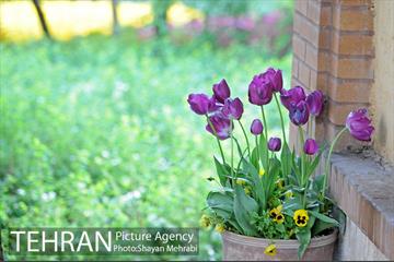 باغ ایراتی (بوستان مهندس مختاری) 35
