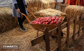 جشنواره انار تهران در گذر گردشگری پارک آب و آتش 29