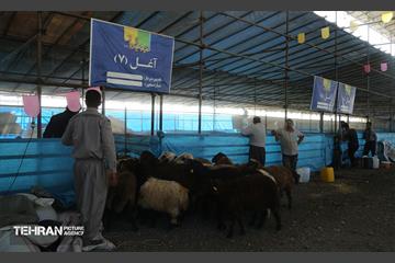 عرضه دام زنده بهداشتی ویژه روز عرفه و عید قربان 31