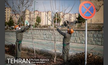 آغاز فصل هرس درختان 19