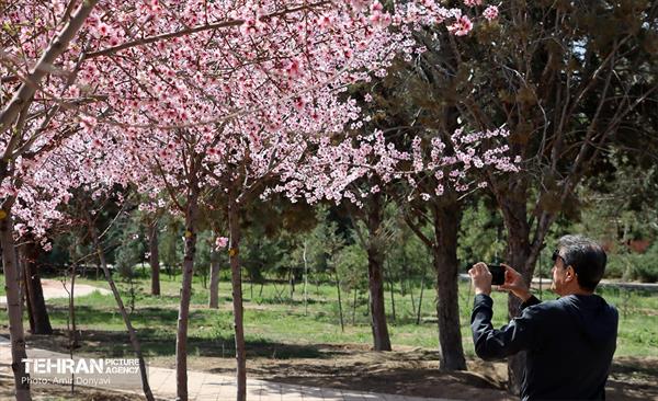 شکوفه‌های بهاری در بوستان سمن‌ها 33