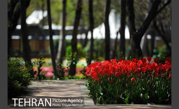 رویش گل های لاله در باغ ایرانی 18
