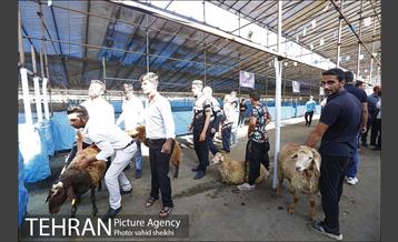 عرضه بهداشتی دام در جایگاه منطقه 2 شهرداری تهران  2
