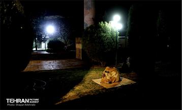 احیای شب 19 رمضان در دانشگاه تهران 7