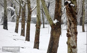 بارش برف در تهران 32