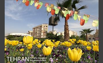 لاله آرایی در منطقه 20