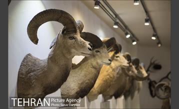 موزه طبیعت و حیات وحش ایران دارآباد‎ 33