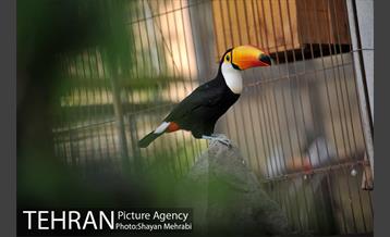 باغ پرندگان تهران 29