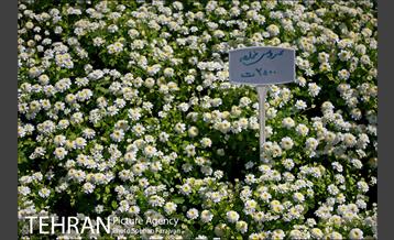 نمایشگاه گل و گیاه نوروزی در پیاده راه ۱۷ شهریور