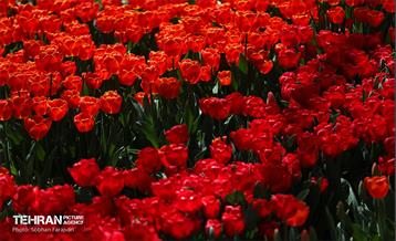 باغ ایرانی میزبان لاله‌ها 49