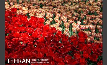 لاله برای مادران 2