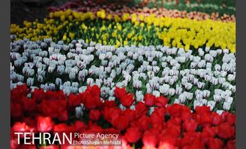 پیاده راه لاله مادران 7