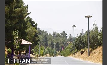 بوستان جنگلی یاس فاطمی 22