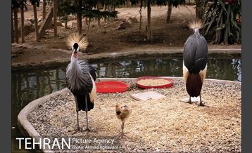 جشن تولد جوجه درنای تاج خاکستری آفریقایی 9