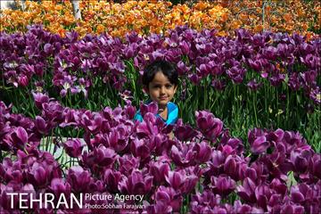 لاله برای مادران 4