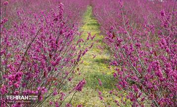 بهار ارغوانی 20