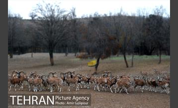 پاییز در میشه زار بوستان جنگلی چیتگر 7