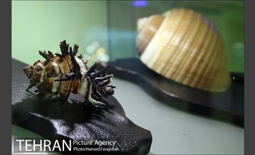 موزه آثار طبیعی و حیات وحش هفت چنار 28