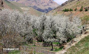 طبیعت بهاری روستای سنگان 30