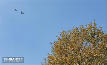 سمفونی رنگ های پاییزی - کاخ سعدآباد 28