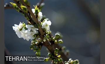 شکوفه های بهاری 9