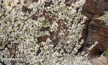 طبیعت بهاری روستای سنگان 13