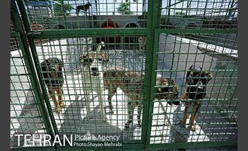 نقاهتگاه سگ های بدون صاحب واقع در آراد کوه 6