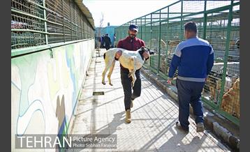 رهاسازی 150 قلاده سگ بدون صاحب  12