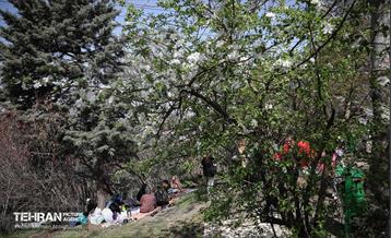 روز طبیعت در پارک جنگلی لویزان 41