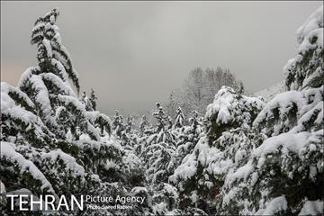 برف زمستانی پارک جمشیدیه 3