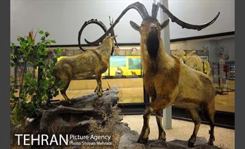 موزه حیات وحش پردیسان 22