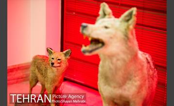 موزه طبیعت و حیات وحش دارآباد تهران 10