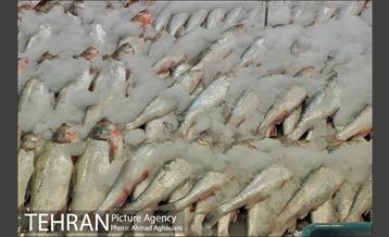 میدان میوه وتره بار شهید غیبی شهرری 25