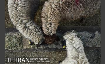 بازدید شهردار تهران از جایگاه های عرضه دام بهداشتی 18