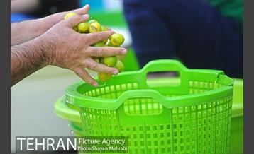 بازار میوه تربار مرکزی 16