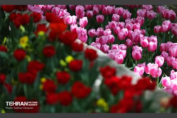 باغ ایرانی میزبان لاله‌ها 14