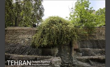 بوستان ساعی 13