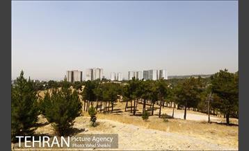 بوستان جنگلی یاس فاطمی 4