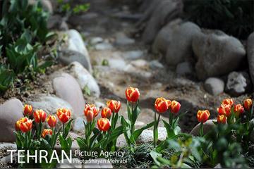 رویش گل های لاله در باغ ایرانی 15