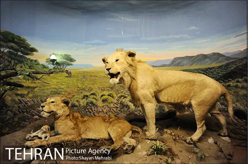 موزه حیات وحش هفت چنار 39