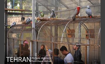 باغ پرندگان تهران 30