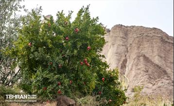 یـاقوت سرخ  21