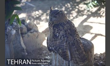 موزه طبیعت و حیات وحش دارآباد 5