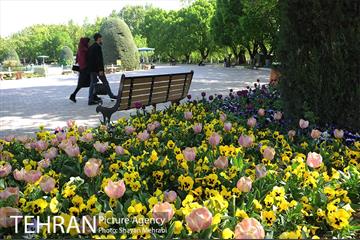 رویش گل های لاله در بوستان لاله 16