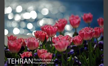 رویش گل های لاله در پارک شهر 33