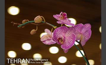 شانزدهمین نمایشگاه گل و گیاه تهران 21