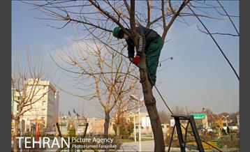 عملیات هرس درختان درمعابر و بوستانهای مناطق تهران 23