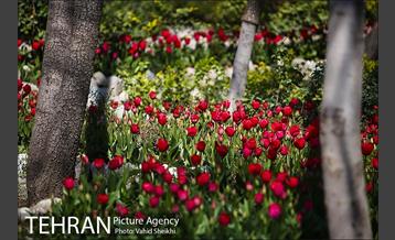 رویش گل های لاله در باغ ایرانی 26