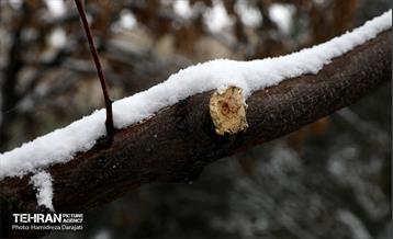 برف چهره تهران را سپیدپوش کرد 7