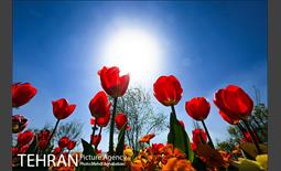 لاله های بوستان یاسمن 4